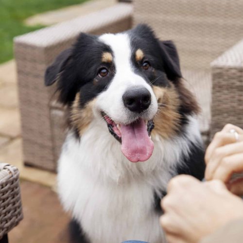 beautiful-border-collie-dog-havin-fun-outsde